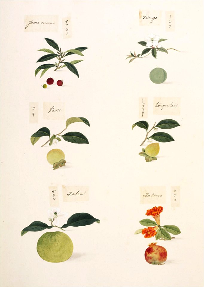 Naturalis Biodiversity Center - RMNH.ART.334 - Malus pumila var. domestica - Myrica rubra - Punica granatum - Citrus grandis-maxima - Diospyros kaki - Kawahara Keiga - 1823 - 1829 - Siebold Collection - pencil drawing - water colour