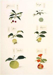 Naturalis Biodiversity Center - RMNH.ART.334 - Malus pumila var. domestica - Myrica rubra - Punica granatum - Citrus grandis-maxima - Diospyros kaki - Kawahara Keiga - 1823 - 1829 - Siebold Collection - pencil drawing - water colour