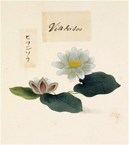 Naturalis Biodiversity Center - RMNH.ART.761 - Nymphaea tetragona - Kawahara Keiga - 1823 - 1829 - Siebold Collection - pencil drawing - water colour