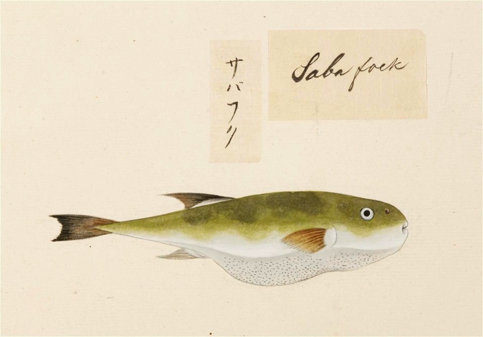 Naturalis Biodiversity Center - RMNH.ART.526 - Lagocephalus inermis - Kawahara Keiga - 1823 - 1829 - Siebold Collection - pencil drawing - water colour