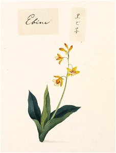 Naturalis Biodiversity Center - RMNH.ART.784 - Calanthe discolor - Kawahara Keiga - 1823 - 1829 - Siebold Collection - pencil drawing - water colour