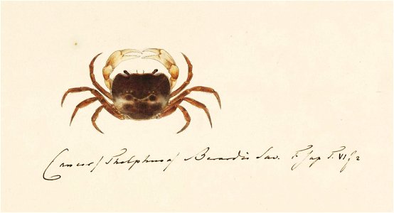 Naturalis Biodiversity Center - RMNH.ART.9 - Potamon (Geothelphusa) dehaani - Kawahara Keiga - 1823 - 1829 - Siebold Collection - pencil drawing - water colour