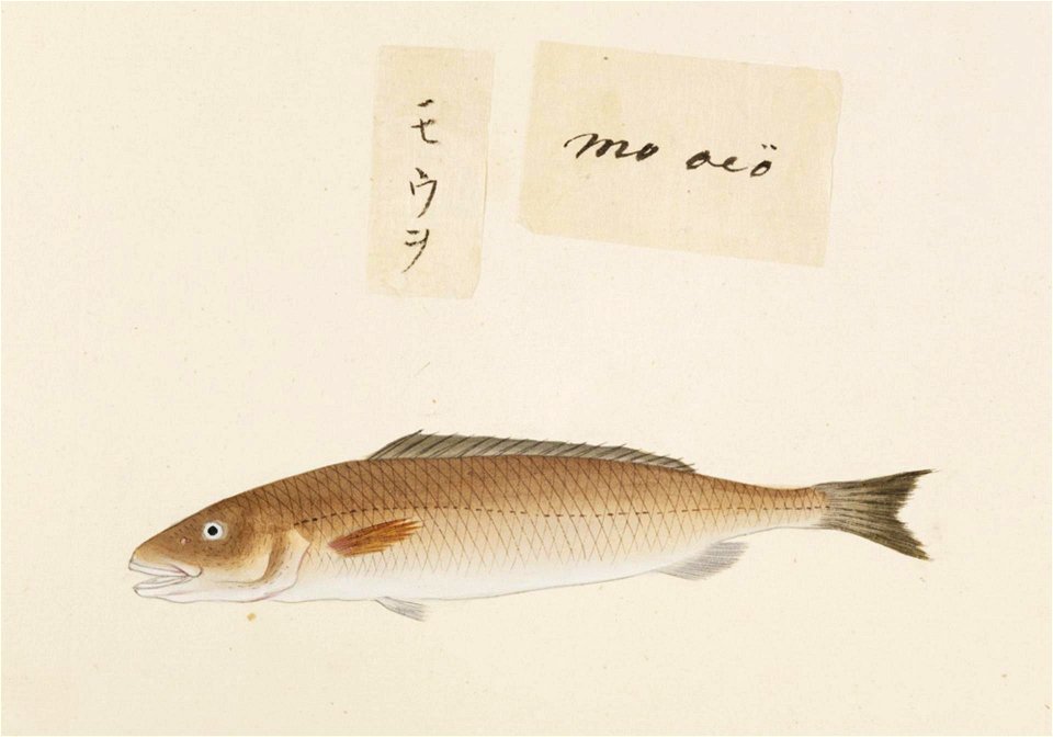 Naturalis Biodiversity Center - RMNH.ART.486 - Unidentified fish - Kawahara Keiga - 1823 - 1829 - Siebold Collection - pencil drawing - water colour