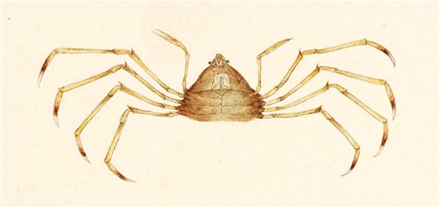 Naturalis Biodiversity Center - RMNH.ART.875 - Trigonoplax unguiformis - Kawahara Keiga - 1823 - 1829 - Siebold Collection - pencil drawing - water colour