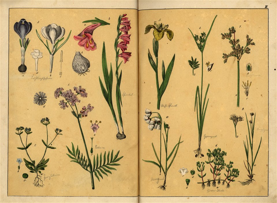 Naturgeschichte des Pflanzenreichs, Eßlingen 1870 - Tafel 003