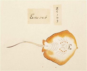 Naturalis Biodiversity Center - RMNH.ART.533 - Dasyatis akajei - Kawahara Keiga - 1823 - 1829 - Siebold Collection - pencil drawing - water colour