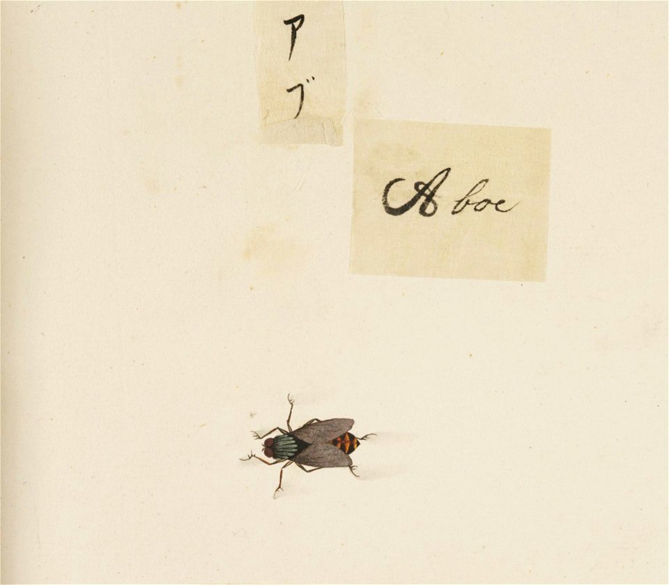 Naturalis Biodiversity Center - RMNH.ART.594 - Tabanus sp. - Kawahara Keiga - 1823 - 1829 - Siebold Collection - pencil drawing - water colour