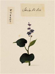 Naturalis Biodiversity Center - RMNH.ART.778 - Lobelia sessilifolia Lamb - Kawahara Keiga - 1823 - 1829 - Siebold Collection - pencil drawing - water colour