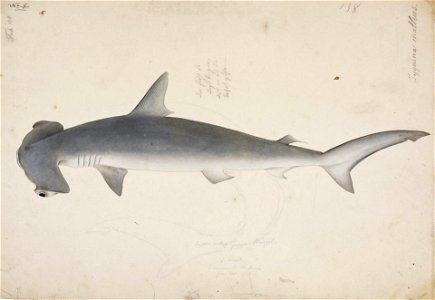 Naturalis Biodiversity Center - RMNH.ART.50 - Sphyrna zygaena - Kawahara Keiga - 1823 - 1829 - Siebold Collection - pencil drawing - water colour