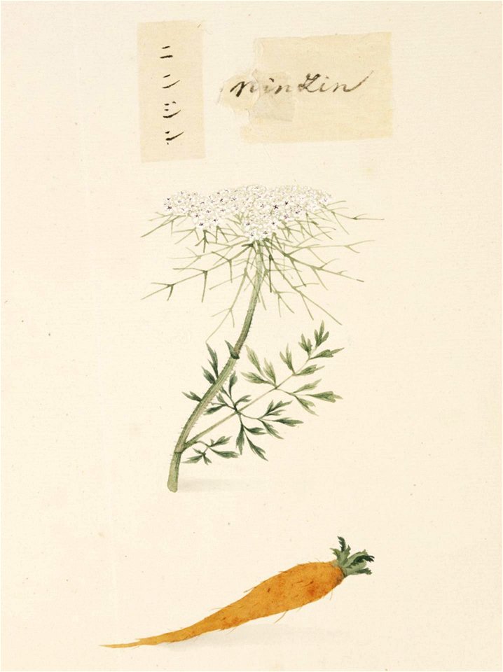 Naturalis Biodiversity Center - RMNH.ART.654 - Daucus carota L. - Kawahara Keiga - 1823 - 1829 - Siebold Collection - pencil drawing - water colour