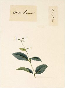 Naturalis Biodiversity Center - RMNH.ART.818 - Deutzia crenata - Kawahara Keiga - 1823 - 1829 - Siebold Collection - pencil drawing - water colour