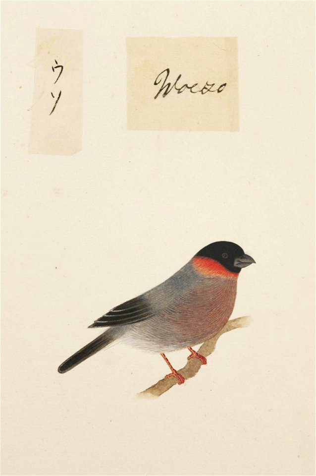 Naturalis Biodiversity Center - RMNH.ART.375 - Pyrrhula pyrrhula - Kawahara Keiga - 1823 - 1829 - Siebold Collection - pencil drawing - water colour