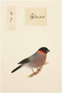 Naturalis Biodiversity Center - RMNH.ART.375 - Pyrrhula pyrrhula - Kawahara Keiga - 1823 - 1829 - Siebold Collection - pencil drawing - water colour