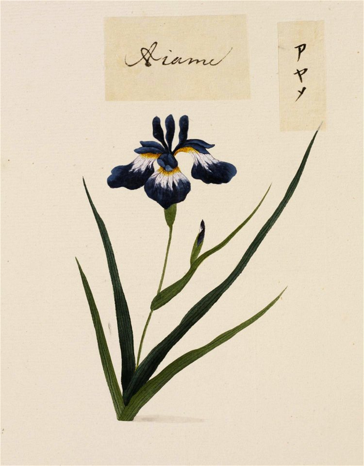 Naturalis Biodiversity Center - RMNH.ART.771 - Iris sanguinea - Kawahara Keiga - 1823 - 1829 - Siebold Collection - pencil drawing - water colour