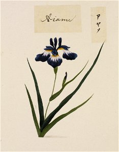 Naturalis Biodiversity Center - RMNH.ART.771 - Iris sanguinea - Kawahara Keiga - 1823 - 1829 - Siebold Collection - pencil drawing - water colour