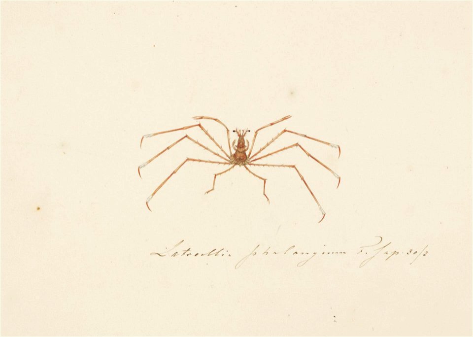 Naturalis Biodiversity Center - RMNH.ART.78 - Latreillia phalangium - Kawahara Keiga - 1823 - 1829 - Siebold Collection - pencil drawing - water colour