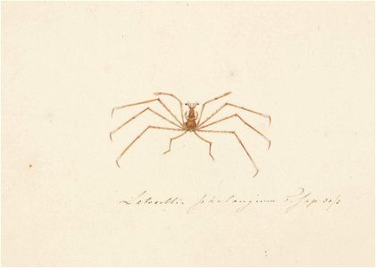 Naturalis Biodiversity Center - RMNH.ART.78 - Latreillia phalangium - Kawahara Keiga - 1823 - 1829 - Siebold Collection - pencil drawing - water colour