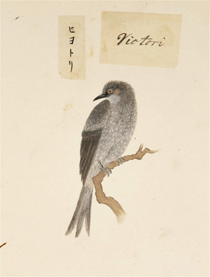 Naturalis Biodiversity Center - RMNH.ART.379 - Hypsipetes amaurotis - Kawahara Keiga - 1823 - 1829 - Siebold Collection - pencil drawing - water colour