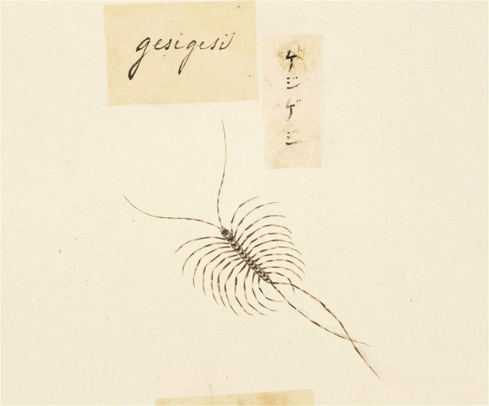 Naturalis Biodiversity Center - RMNH.ART.606 - Thereuonema tuberculata - Kawahara Keiga - 1823 - 1829 - Siebold Collection - pencil drawing - water colour