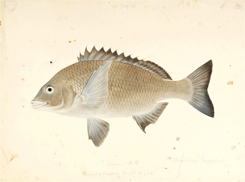 Naturalis Biodiversity Center - RMNH.ART.397 - Acanthopagrus schlegelii (Bleeker) - Kawahara Keiga - 1823 - 1829 - Siebold Collection - pencil drawing - water colour