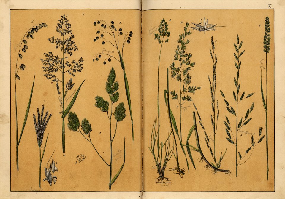 Naturgeschichte des Pflanzenreichs, Eßlingen 1870 - Tafel 005