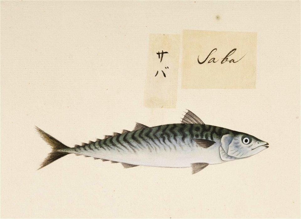 Naturalis Biodiversity Center - RMNH.ART.544 - Scomber japonicus - Kawahara Keiga - 1823 - 1829 - Siebold Collection - pencil drawing - water colour