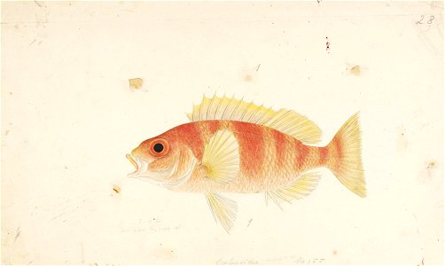 Naturalis Biodiversity Center - RMNH.ART.366 - Scolopsis inermis (Temminck and Schlegel) - Kawahara Keiga - 1823 - 1829 - Siebold Collection - pencil drawing - water colour