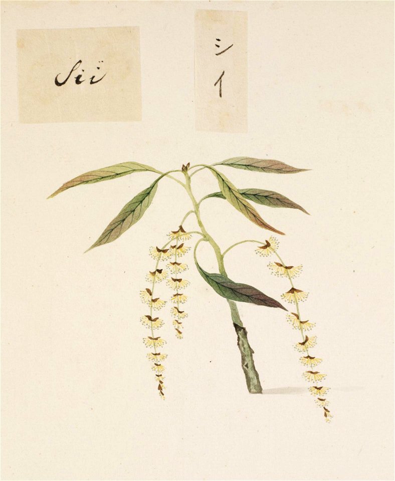 Naturalis Biodiversity Center - RMNH.ART.801 - Castanopsis sieboldii - Kawahara Keiga - 1823 - 1829 - Siebold Collection - pencil drawing - water colour