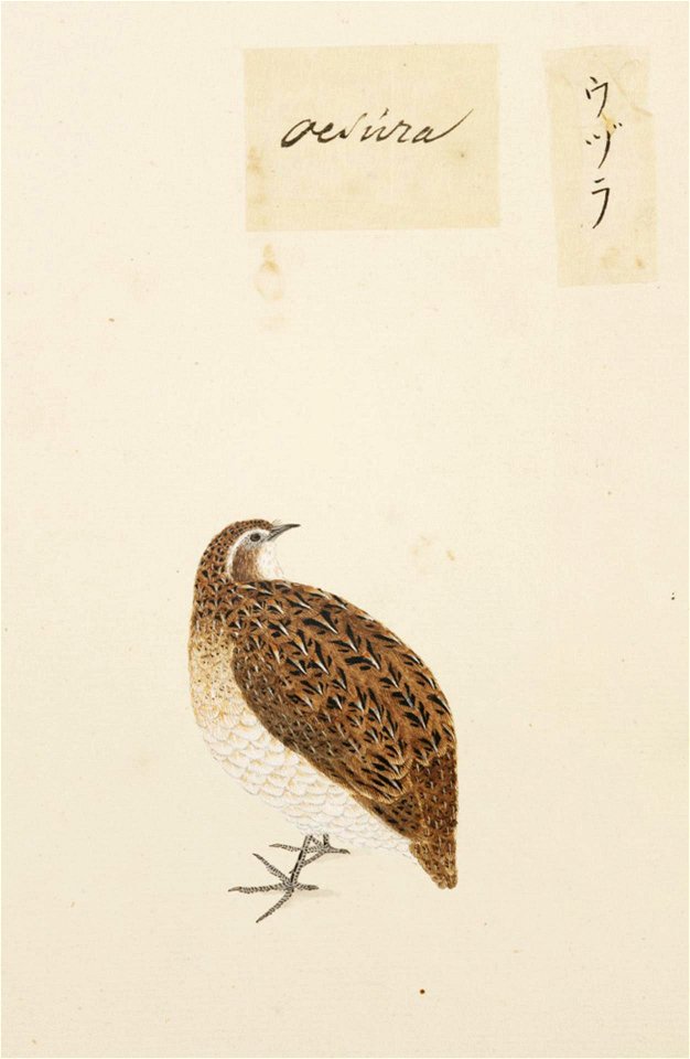 Naturalis Biodiversity Center - RMNH.ART.384 - Coturnix japonica - Kawahara Keiga - 1823 - 1829 - Siebold Collection - pencil drawing - water colour