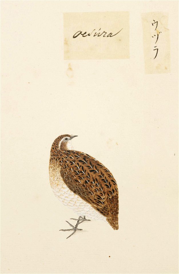 Naturalis Biodiversity Center - RMNH.ART.384 - Coturnix japonica - Kawahara Keiga - 1823 - 1829 - Siebold Collection - pencil drawing - water colour. Free illustration for personal and commercial use.