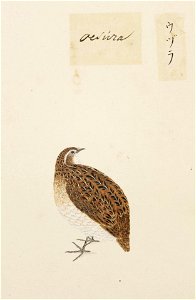 Naturalis Biodiversity Center - RMNH.ART.384 - Coturnix japonica - Kawahara Keiga - 1823 - 1829 - Siebold Collection - pencil drawing - water colour
