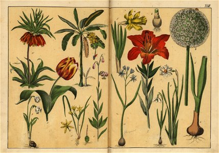 Naturgeschichte des Pflanzenreichs, Eßlingen 1870 - Tafel 017