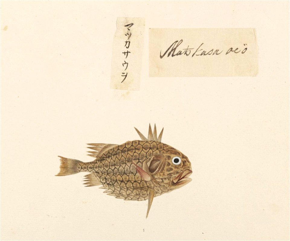 Naturalis Biodiversity Center - RMNH.ART.551 - Monocentris japonicus - Kawahara Keiga - 1823 - 1829 - Siebold Collection - pencil drawing - water colour