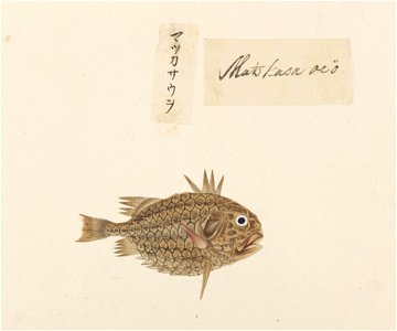 Naturalis Biodiversity Center - RMNH.ART.551 - Monocentris japonicus - Kawahara Keiga - 1823 - 1829 - Siebold Collection - pencil drawing - water colour