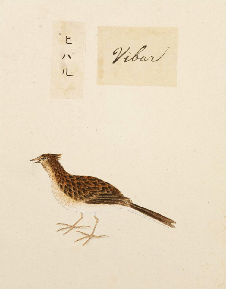 Naturalis Biodiversity Center - RMNH.ART.373 - Alauda arvensis - Kawahara Keiga - 1823 - 1829 - Siebold Collection - pencil drawing - water colour
