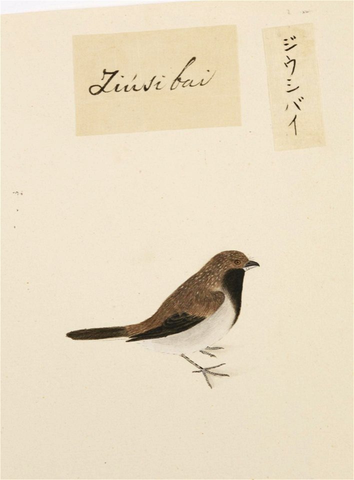 Naturalis Biodiversity Center - RMNH.ART.395 - Lonchura striata - Kawahara Keiga - 1823 - 1829 - Siebold Collection - pencil drawing - water colour