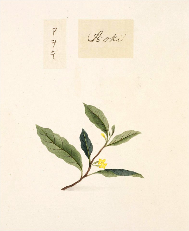 Naturalis Biodiversity Center - RMNH.ART.812 - Aucuba japonica - Kawahara Keiga - 1823 - 1829 - Siebold Collection - pencil drawing - water colour