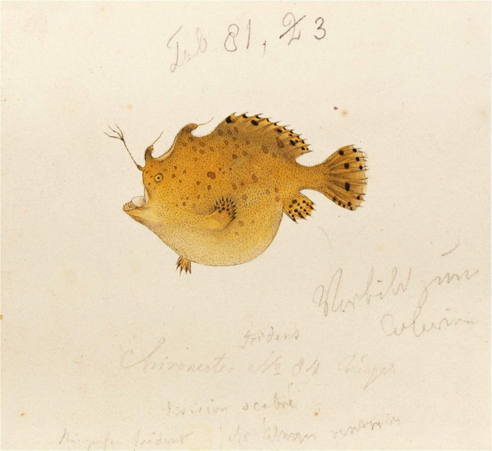 Naturalis Biodiversity Center - RMNH.ART.859 - Antennarius tridens (Temminck and Schlegel) - Kawahara Keiga - 1823 - 1829 - Siebold Collection - pencil drawing - water colour