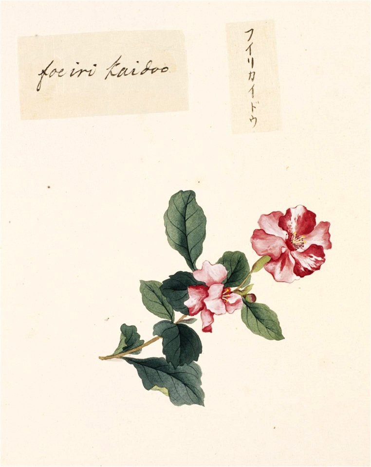 Naturalis Biodiversity Center - RMNH.ART.797 - Malus halliana - Kawahara Keiga - 1823 - 1829 - Siebold Collection - pencil drawing - water colour