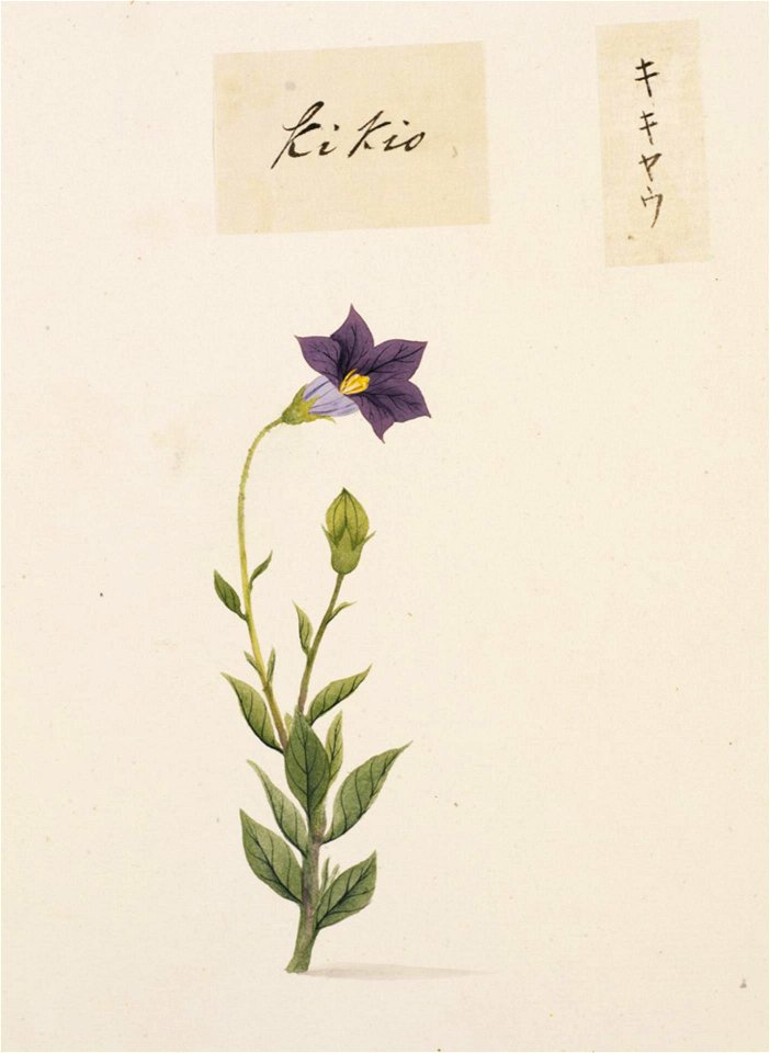 Naturalis Biodiversity Center - RMNH.ART.750 - Platycodon grandiflorum - Kawahara Keiga - 1823 - 1829 - Siebold Collection - pencil drawing - water colour