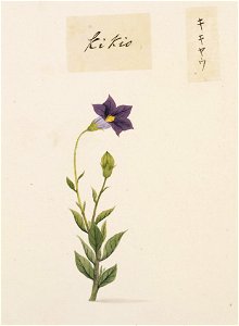 Naturalis Biodiversity Center - RMNH.ART.750 - Platycodon grandiflorum - Kawahara Keiga - 1823 - 1829 - Siebold Collection - pencil drawing - water colour