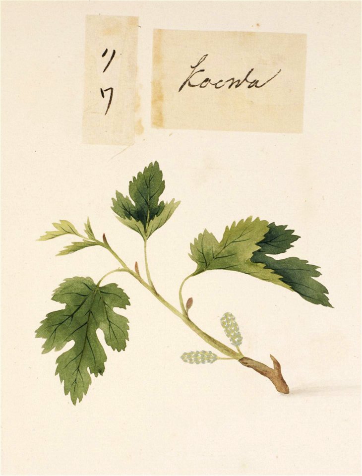 Naturalis Biodiversity Center - RMNH.ART.800 - Morus - Kawahara Keiga - 1823 - 1829 - Siebold Collection - pencil drawing - water colour