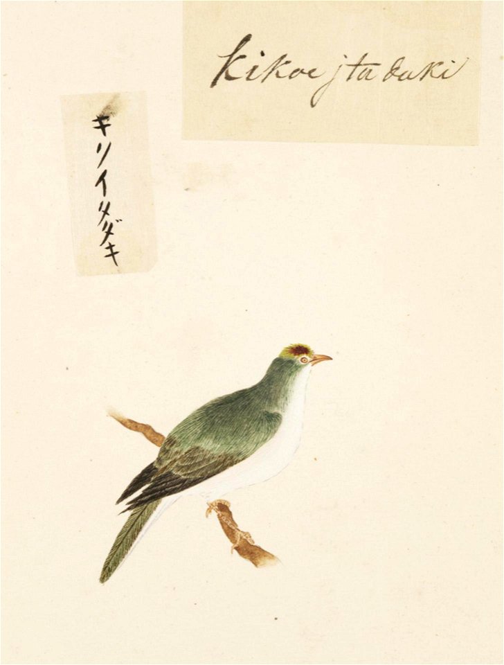 Naturalis Biodiversity Center - RMNH.ART.414 - Regulus regulus - Kawahara Keiga - 1823 - 1829 - Siebold Collection - pencil drawing - water colour