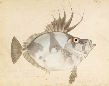 Naturalis Biodiversity Center - RMNH.ART.619 - Zeus japonicus Valenciennes - Kawahara Keiga - 1823 - 1829 - Siebold Collection - pencil drawing - water colour