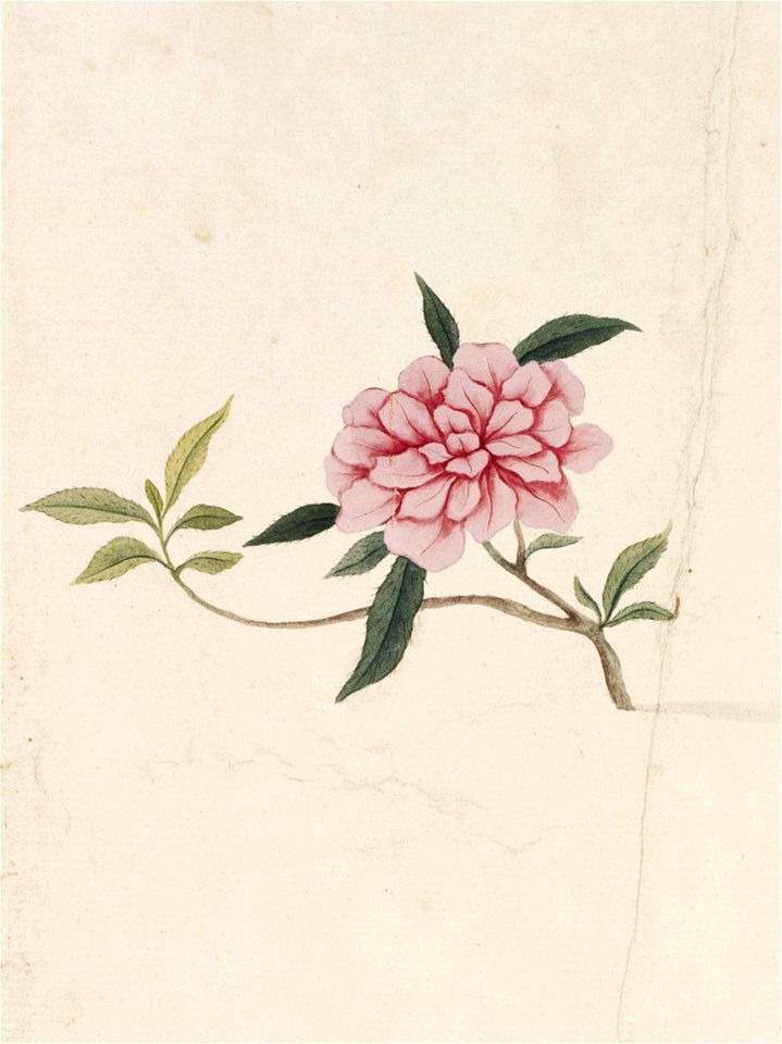 Naturalis Biodiversity Center - RMNH.ART.806 - Unidentified plant - Kawahara Keiga - 1823 - 1829 - Siebold Collection - pencil drawing - water colour