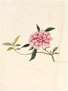 Naturalis Biodiversity Center - RMNH.ART.806 - Unidentified plant - Kawahara Keiga - 1823 - 1829 - Siebold Collection - pencil drawing - water colour