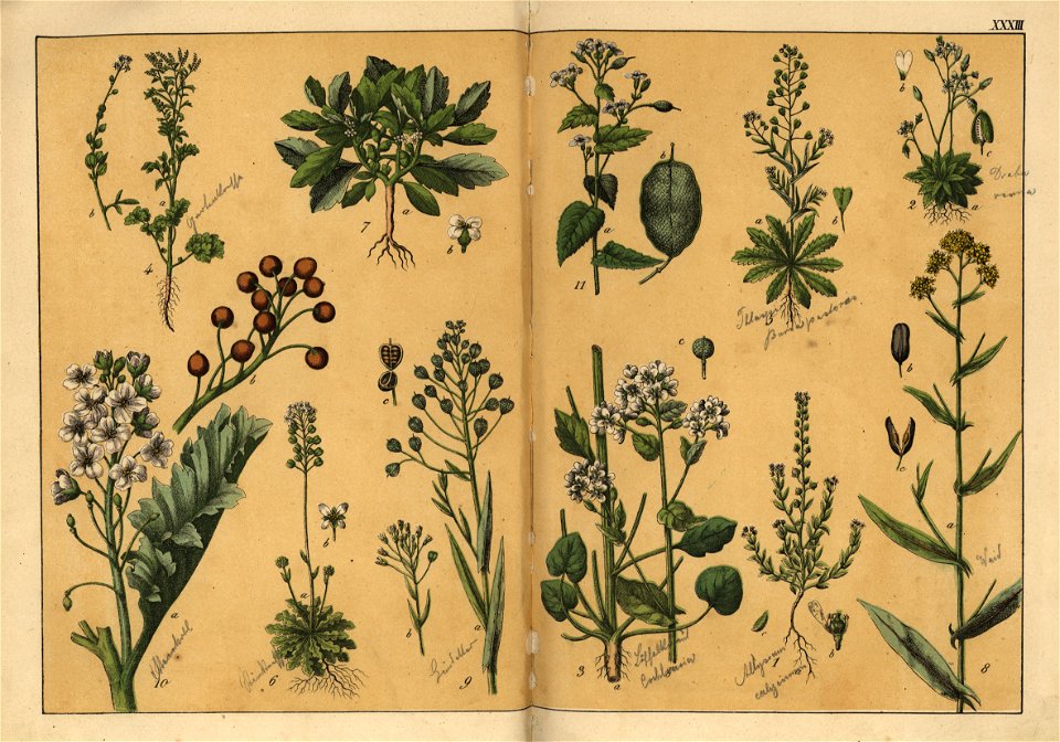 Naturgeschichte des Pflanzenreichs, Eßlingen 1870 - Tafel 033