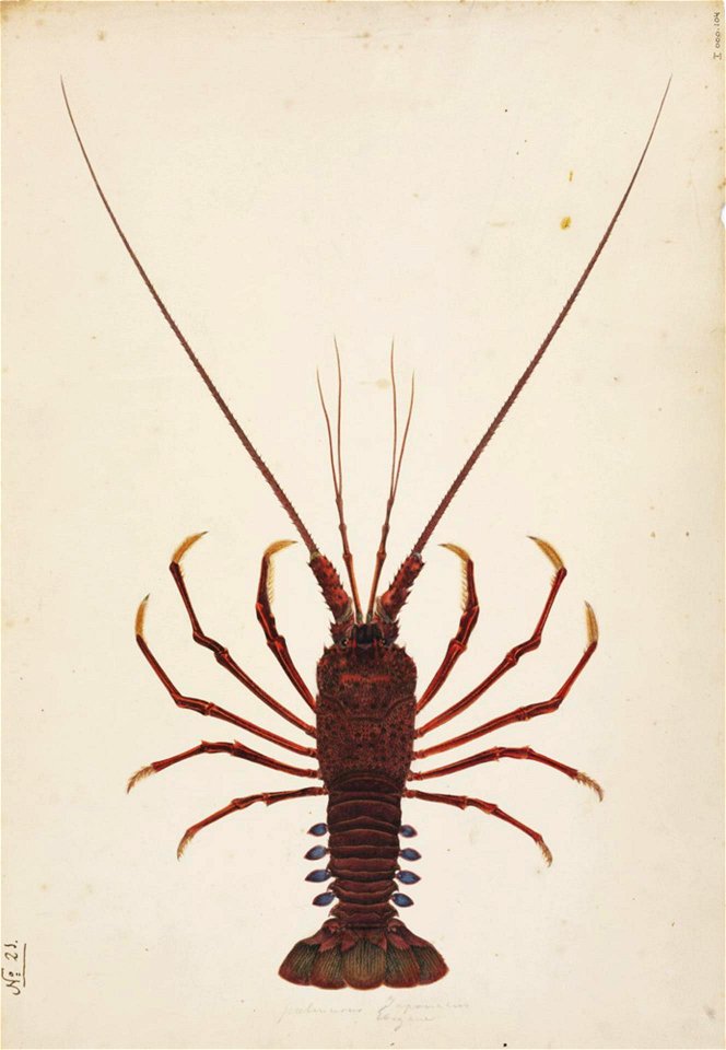 Naturalis Biodiversity Center - RMNH.ART.68 - Panulirus japonicus - Kawahara Keiga - 1823 - 1829 - Siebold Collection - pencil drawing - water colour
