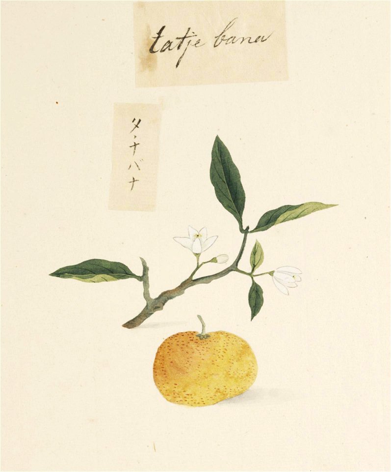 Naturalis Biodiversity Center - RMNH.ART.635 - Citrus tachibana - Kawahara Keiga - 1823 - 1829 - Siebold Collection - pencil drawing - water colour