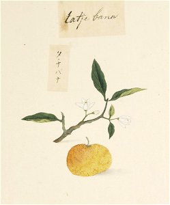 Naturalis Biodiversity Center - RMNH.ART.635 - Citrus tachibana - Kawahara Keiga - 1823 - 1829 - Siebold Collection - pencil drawing - water colour